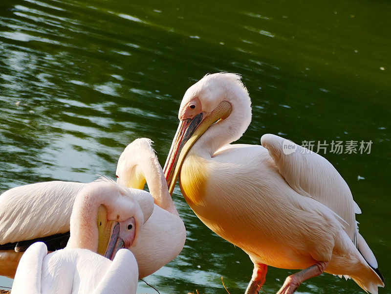 大白鹈鹕(Pelecanus onocrotalus)